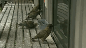 啄羊鹦鹉 | 吃活羊、逮兔子的新西兰鹦鹉
