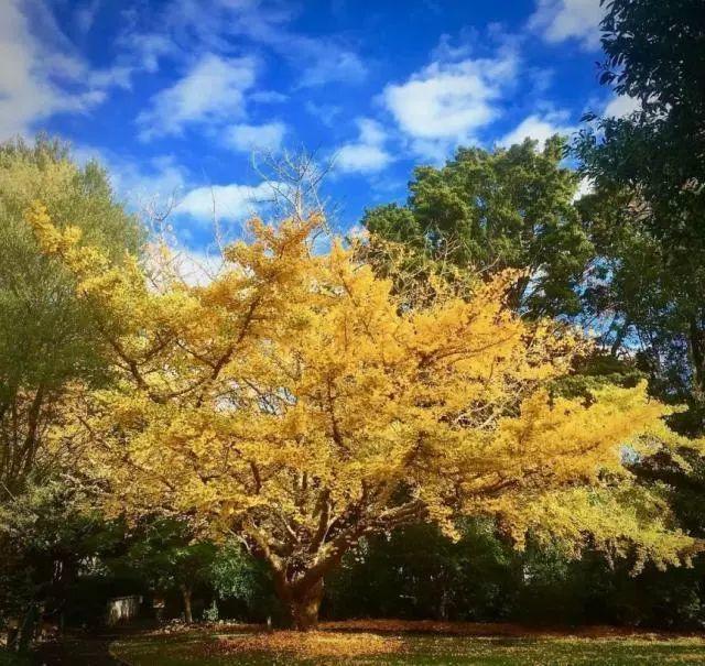 抓住秋天的尾巴｜带你乐享新西兰大学的秋日美景