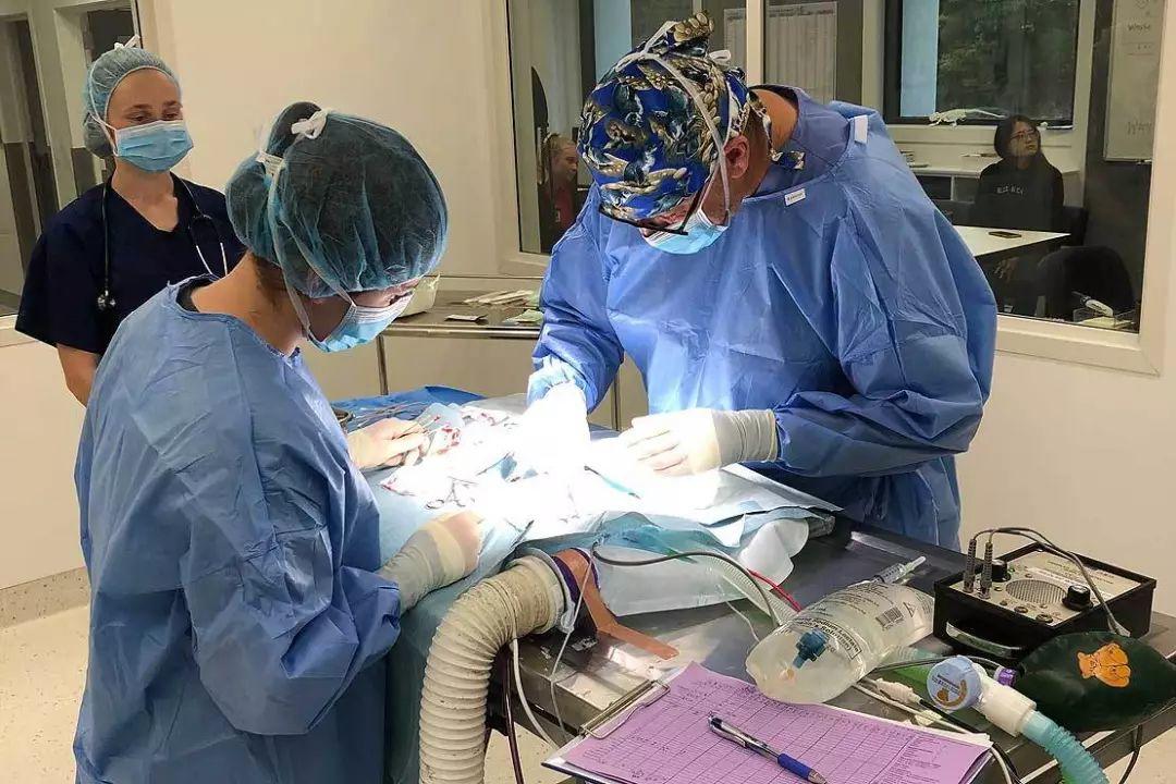 全球首例！围观梅西大学兽医专家为刚出生56天的鸮鹦鹉进行脑部手术