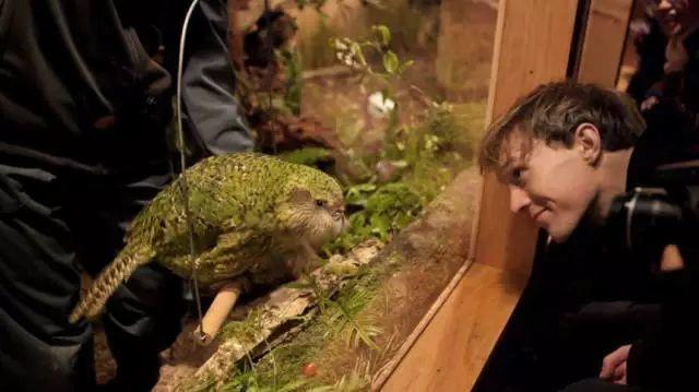 全球首例！围观梅西大学兽医专家为刚出生56天的鸮鹦鹉进行脑部手术