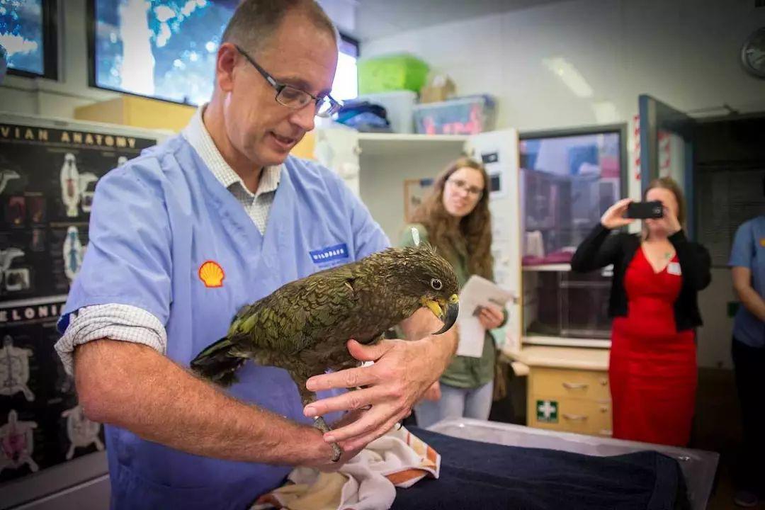 全球首例！梅西大学兽医专家为刚出生56天的鸮鹦鹉进行脑部手术
